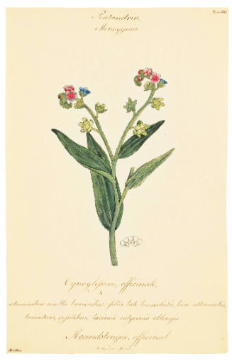 William Goodall
