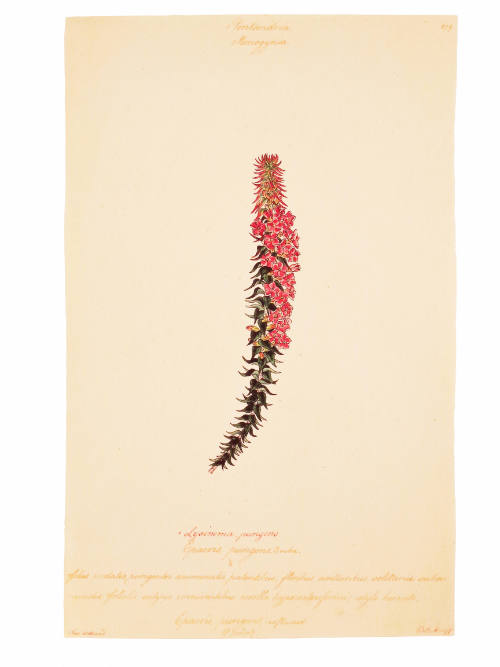 Pentandria Monogynia, Lysinema Pungens
