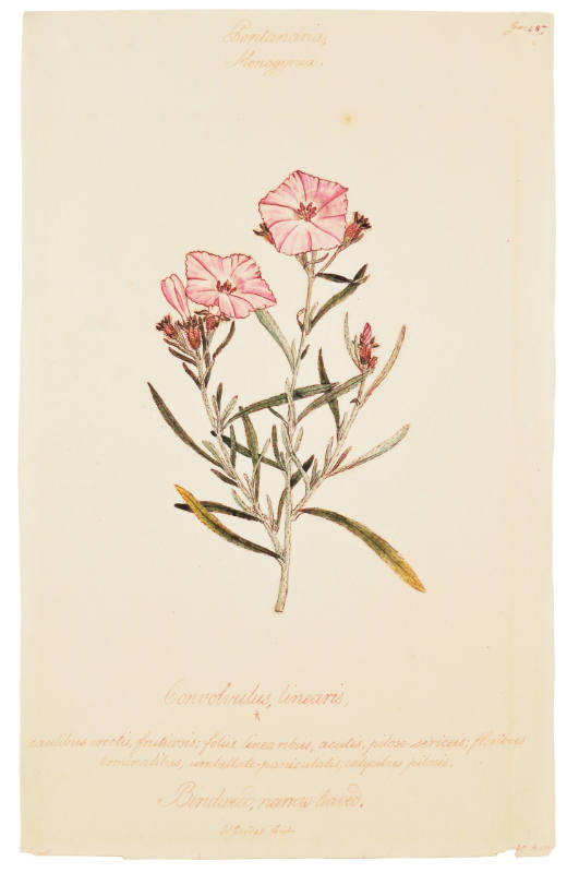 Pentandria Monogynia, Convolvulus Linearis