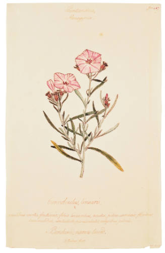 Pentandria Monogynia, Convolvulus Linearis
