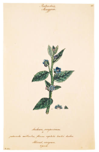 Pentandria Monogynia, Anchusa Sempervirens
