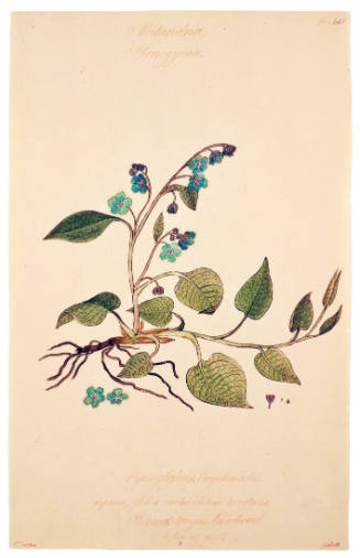 Pentandria Monogynia,Cynoglossum Omphalodes