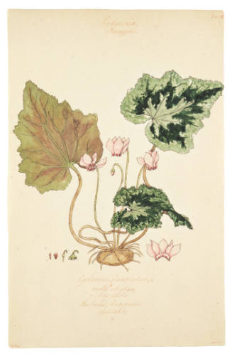 Pentanoria Monogynia, Cyclamen Europaeum