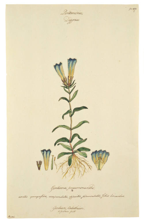 Pentandria Digyna,  Gentiana Pneumonanthe