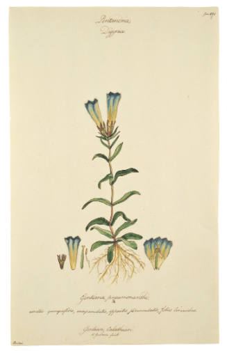 Pentandria Digyna,  Gentiana Pneumonanthe