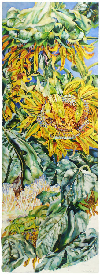 What Sunflowers Do