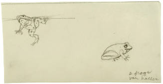 Two Frogs