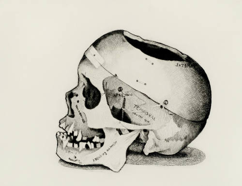 Dr. R's Skull
