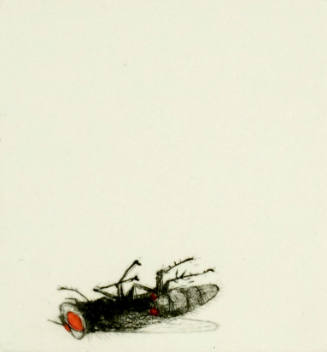 Fly