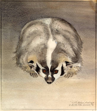 "Walt Badger," Drawing V