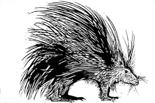 Porcupine
