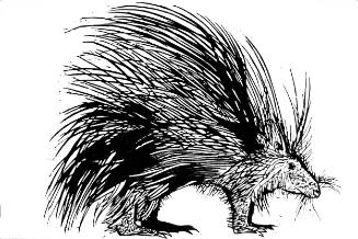 Porcupine