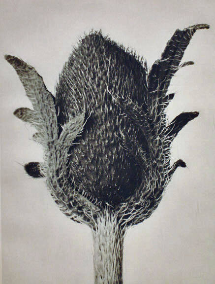 Botanical Study (#4)