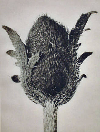 Botanical Study (#4)