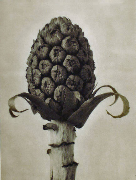 Botanical Study