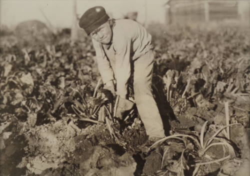 Boy Pulling Beets-Sterling, Colorado
