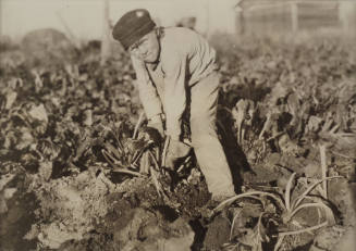 Boy Pulling Beets-Sterling, Colorado