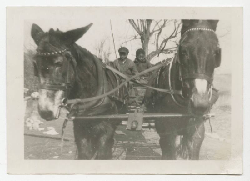 [Two boys in mule-drawn cart]