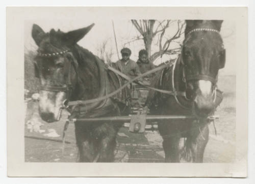 [Two boys in mule-drawn cart]